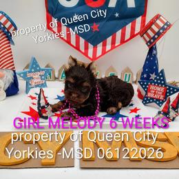 Melody ( Jazz music) - Chocolate and tan female Yorkshire Terrier puppy in Charlotte, North Carolina from Queen City Yorkies