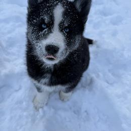 Ribbon - Black and white male Siberian Husky puppy in West Branch, Michigan from First Frost Kennels