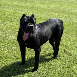 Xenon - Cane Corso