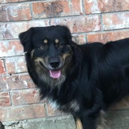 Troy - Australian Shepherd