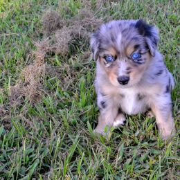 Texas - Miniature Australian Shepherd puppy from Flying S Aussies