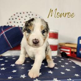 Monroe - The Starlet - Blue merle female Australian Shepherd puppy in Pittsville, Wisconsin from Match Dot Pup