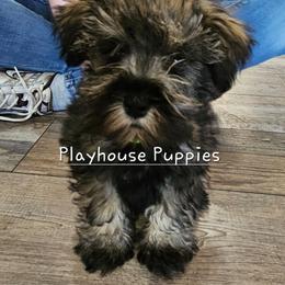 Missile - Salt and pepper male Miniature Schnauzer puppy in Lebanon, Missouri from Playhouse Puppies