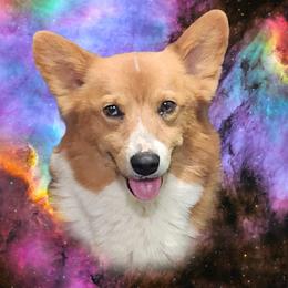 Blazar - American Corgi