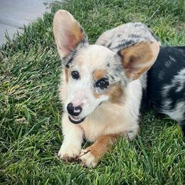 Miranda - Blue female Pembroke Welsh Corgi puppy in Tome, New Mexico from Blue Diamond Welsh corgis
