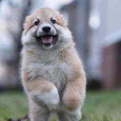 Icelandic Sheepdog Puppies from Valhalla Icelandic Sheepdogs