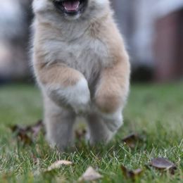 Icelandic Sheepdog Puppies from Valhalla Icelandic Sheepdogs