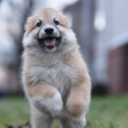 Icelandic Sheepdog Puppies from Valhalla Icelandic Sheepdogs