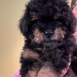 Lorelai (Light blue collar girl) - Phantom female Poodle puppy in Eagle Mountain, Utah from Liberty Farms Puppies