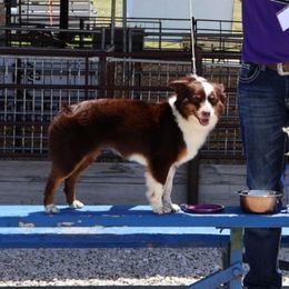 Blossom - Miniature Australian Shepherd