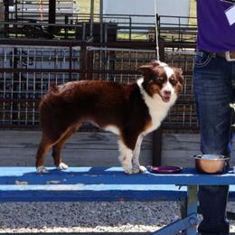 Blossom - Miniature Australian Shepherd