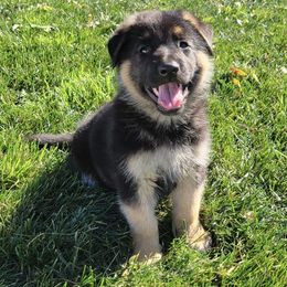 Gizmo - Black and tan male German Shepherd puppy in Whitewater, California from Vom Haus Metzler Shepherds