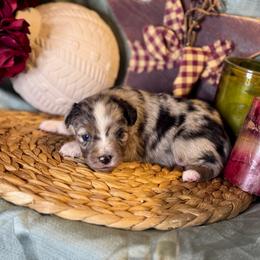 Harry - Blue merle male Toy Australian Shepherd puppy in California from Eagle River Aussies