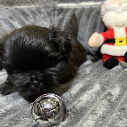 Shih Tzu Puppies from Hilltop Shih Tzus