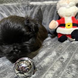 Shih Tzu Puppies from Hilltop Shih Tzus