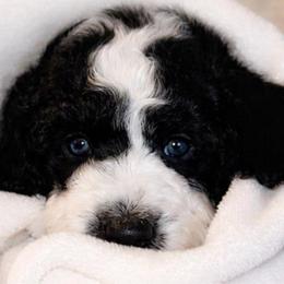 Boy 2 Green - Parti male Poodle puppy in Stuart, Florida from AKC/Excellent + Good OFA Sweet Delightful Poodles