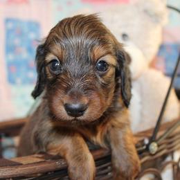 Boy 1 - Red male Dachshund puppy in Craig, Colorado from Rocky Mountain Shih Tzus and Dry Creek Miniature Dachshunds