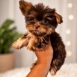 Benz - Chocolate and tan male Yorkshire Terrier puppy in Jacksonville, Florida from TLJ Choco Yorkie Love