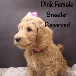 Pink - Apricot female Goldendoodle puppy in Maryville, Tennessee from Twin City Doodles