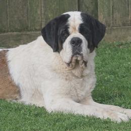 Glacier - Saint Bernard