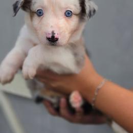 Howdy - Blue merle female Miniature Australian Shepherd puppy in Lithia, Florida from Waterford Doodle Farm
