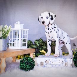 Cavalier King Charles Spaniel and Dalmatian Puppies from Cadence Hall