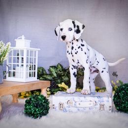 Cavalier King Charles Spaniel and Dalmatian Puppies from Cadence Hall