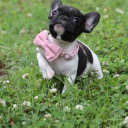 Pink Collar - White and brindle female French Bulldog puppy in Wichita, Kansas from Phantasticus French Bulldogs
