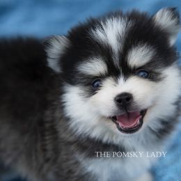 Pomsky Puppies from Pomsky Lady