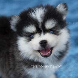 Pomsky Puppies from Pomsky Lady
