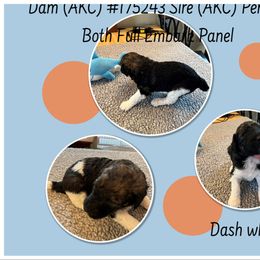 Poodle Puppies from Joy Of Parti Poodles