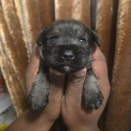Artemis - Salt and pepper female Miniature Schnauzer puppy in Titusville, Florida from Alysha's Grandbabies