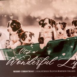 Border Collie Puppies from Gold Creek Ranch Border Collies