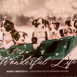 Border Collie Puppies from Gold Creek Ranch Border Collies