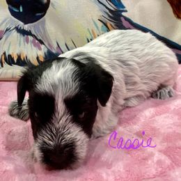 Miniature Schnauzer Puppies from Schnazzy Schnauzers