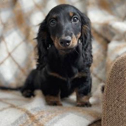 Pierce - Black and tan male Dachshund puppy in Clever, Missouri from Autumn Breeze Dachshunds
