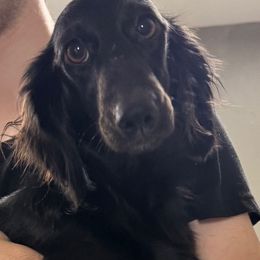Zola - Dachshund