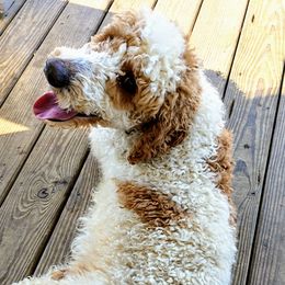 Max - Poodle