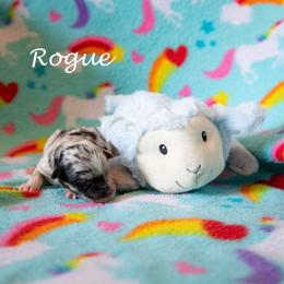 Rogue - Blue merle female Australian Shepherd puppy in Benton City, Washington from Eventide Australian Shepherds