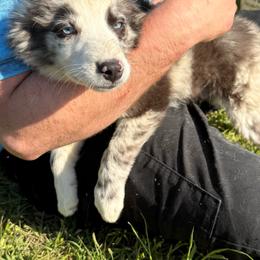Hansel - Blue merle male Australian Shepherd puppy in Four Oaks, North Carolina from RoseWest Farms