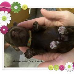 Australian Cobberdog Puppies from MountainAyres