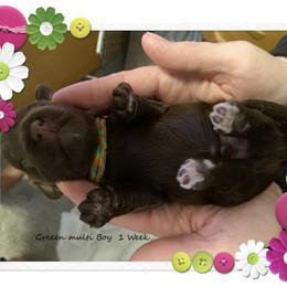 Australian Cobberdog Puppies from MountainAyres