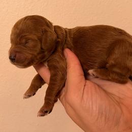 White Collar 4 - Red  male Goldendoodle puppy in Covington, Louisiana from MyKy Puppies