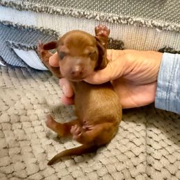 Swagger - Chocolate and tan male Dachshund puppy in Russellville, Arkansas from Cains River Valley Dachshunds