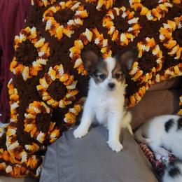 Boy 3 Tymne - White and black male Papillon puppy in Bon Aqua, Tennessee from Rene's Papillon