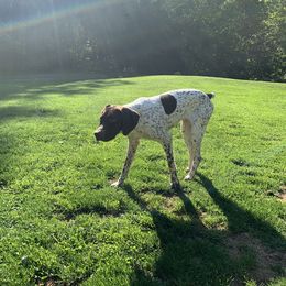 Ella - German Shorthaired Pointer