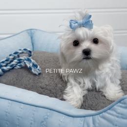 Oakley - White male Maltese puppy in Tampa, Florida from Petite Pawz