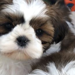 Honor - Red and white Shih Tzu puppy in Conway, Missouri from Stevens’ Hidden Acres