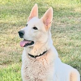Ocarina - German Shepherd