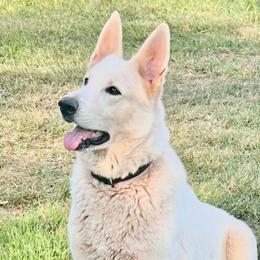 Ocarina - German Shepherd